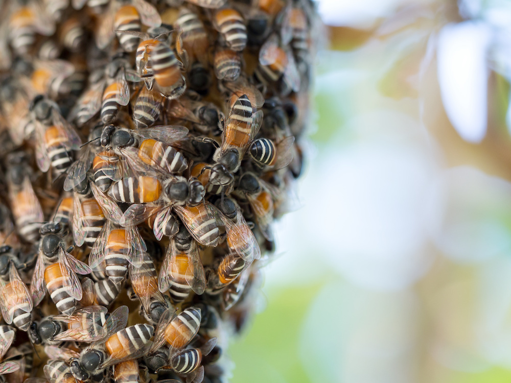 Signs You Might Have A Bee Infestation Live Bee Removal