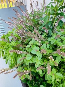 african blue basil