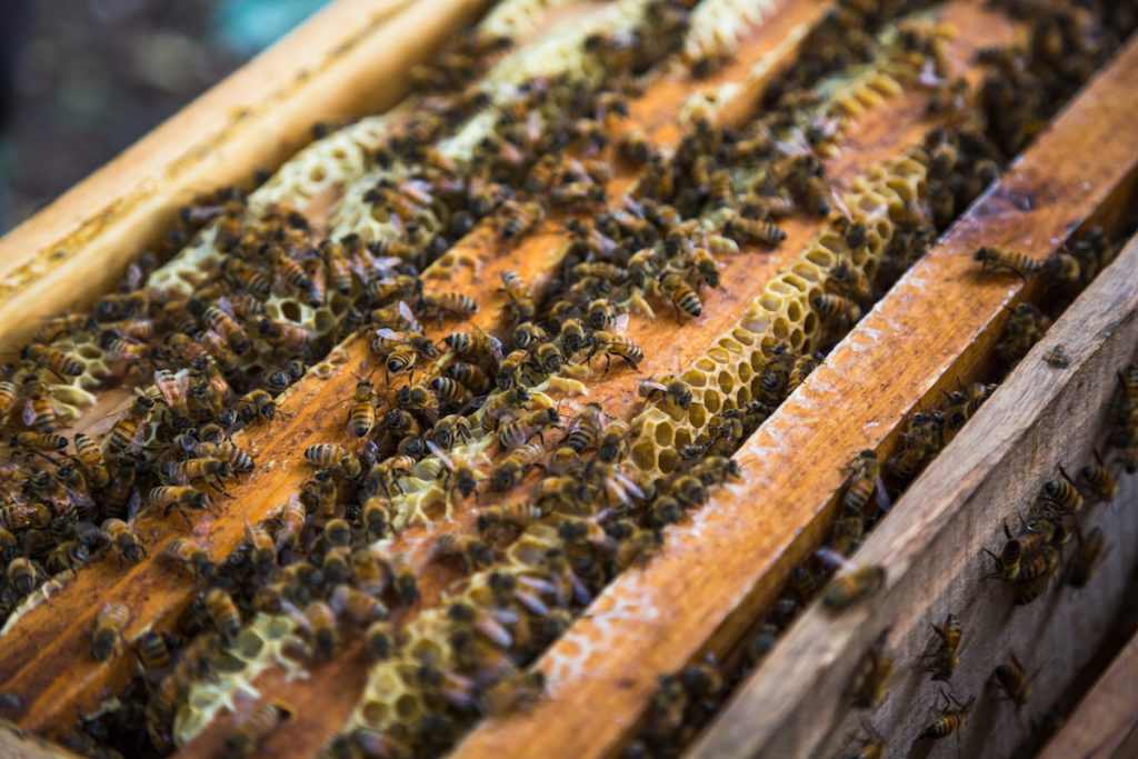choosing bee removal companies