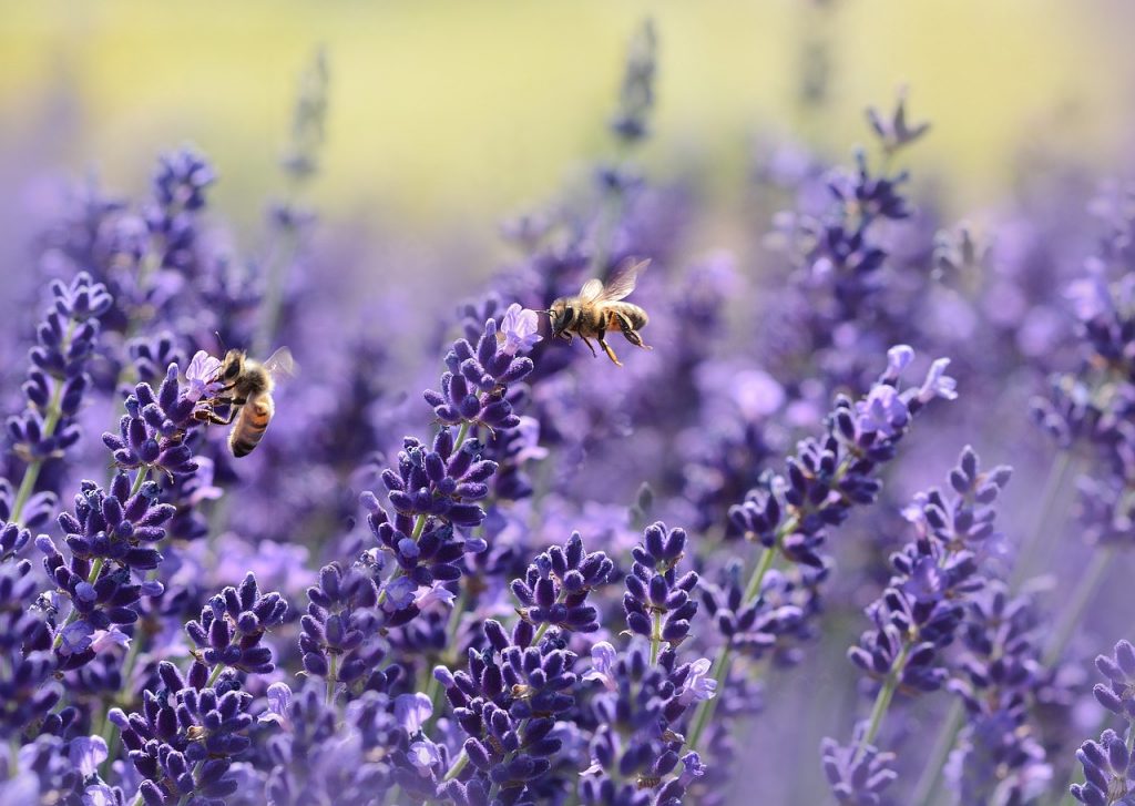 lavender-bee removal