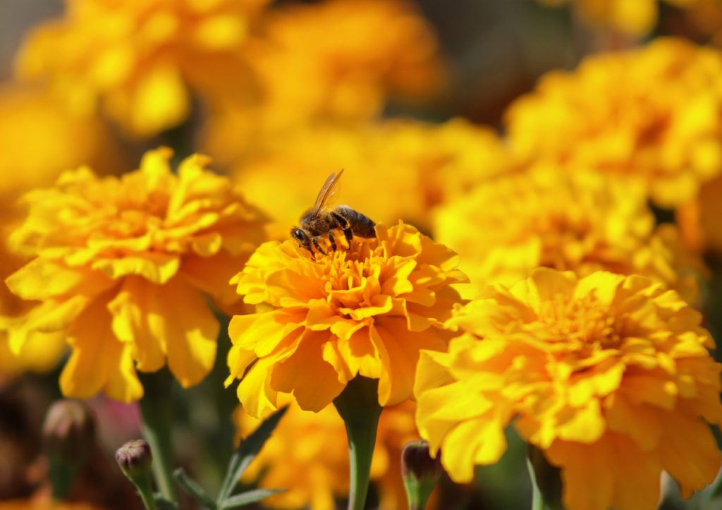 marigolds and bee