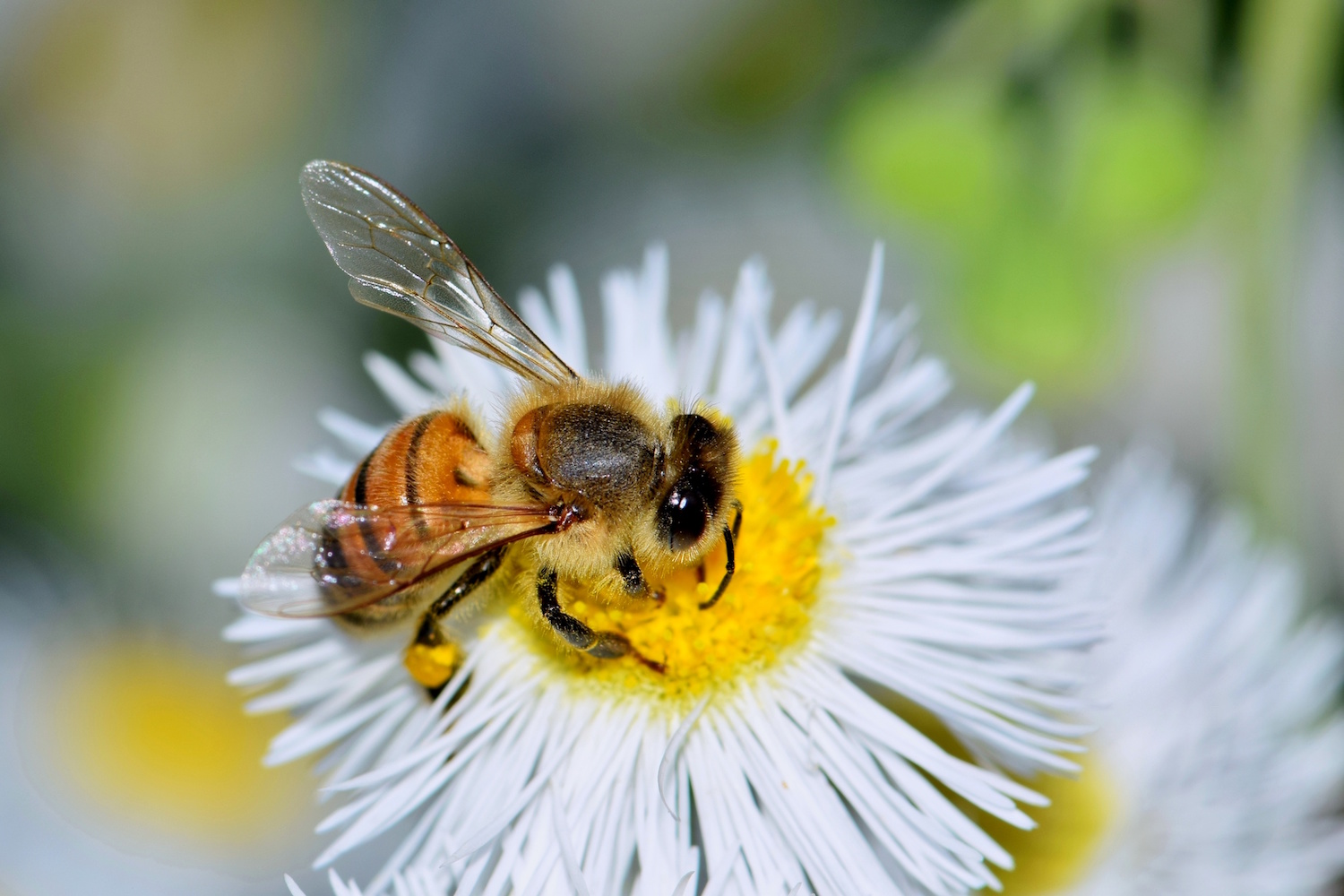 a-honey-bee-is-busy-pollinating-a-daisy-fleabane-wildflower-in-houston-tx-live-bee-removal