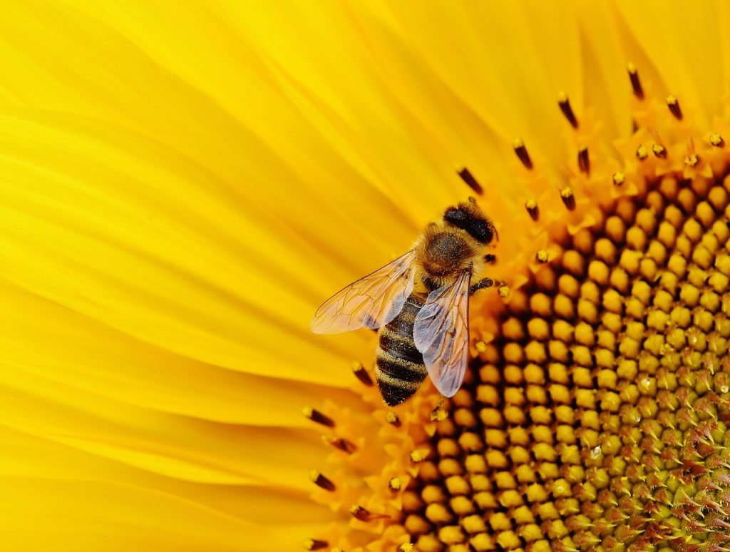 sunflower-bee