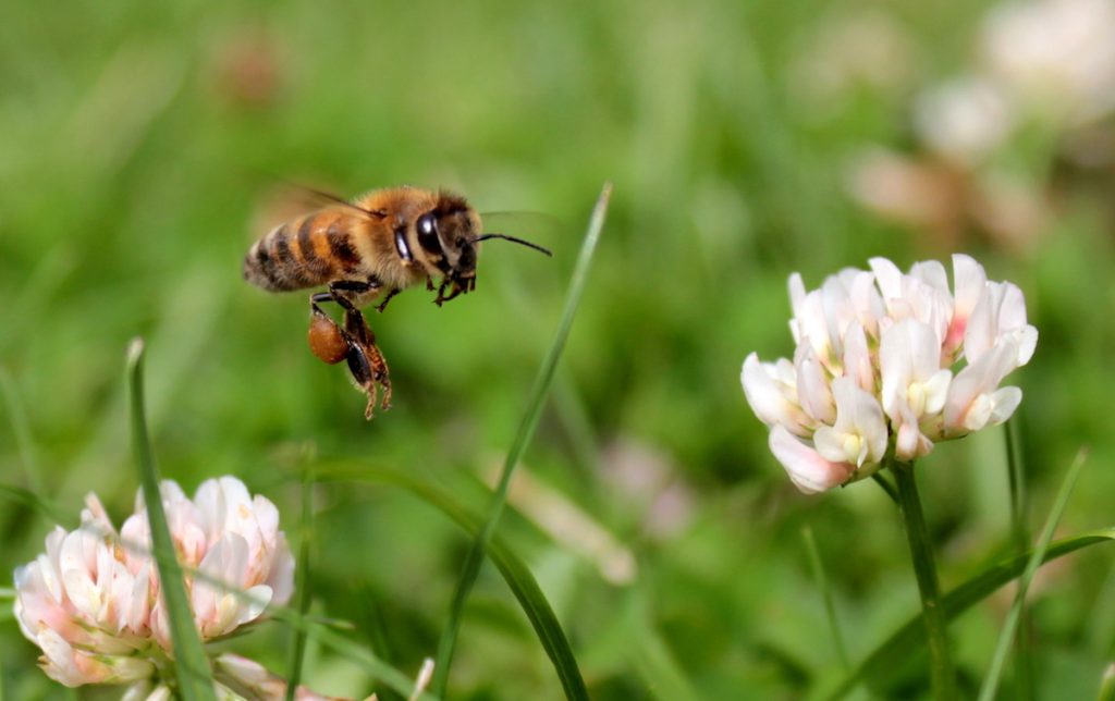 bee line for flower