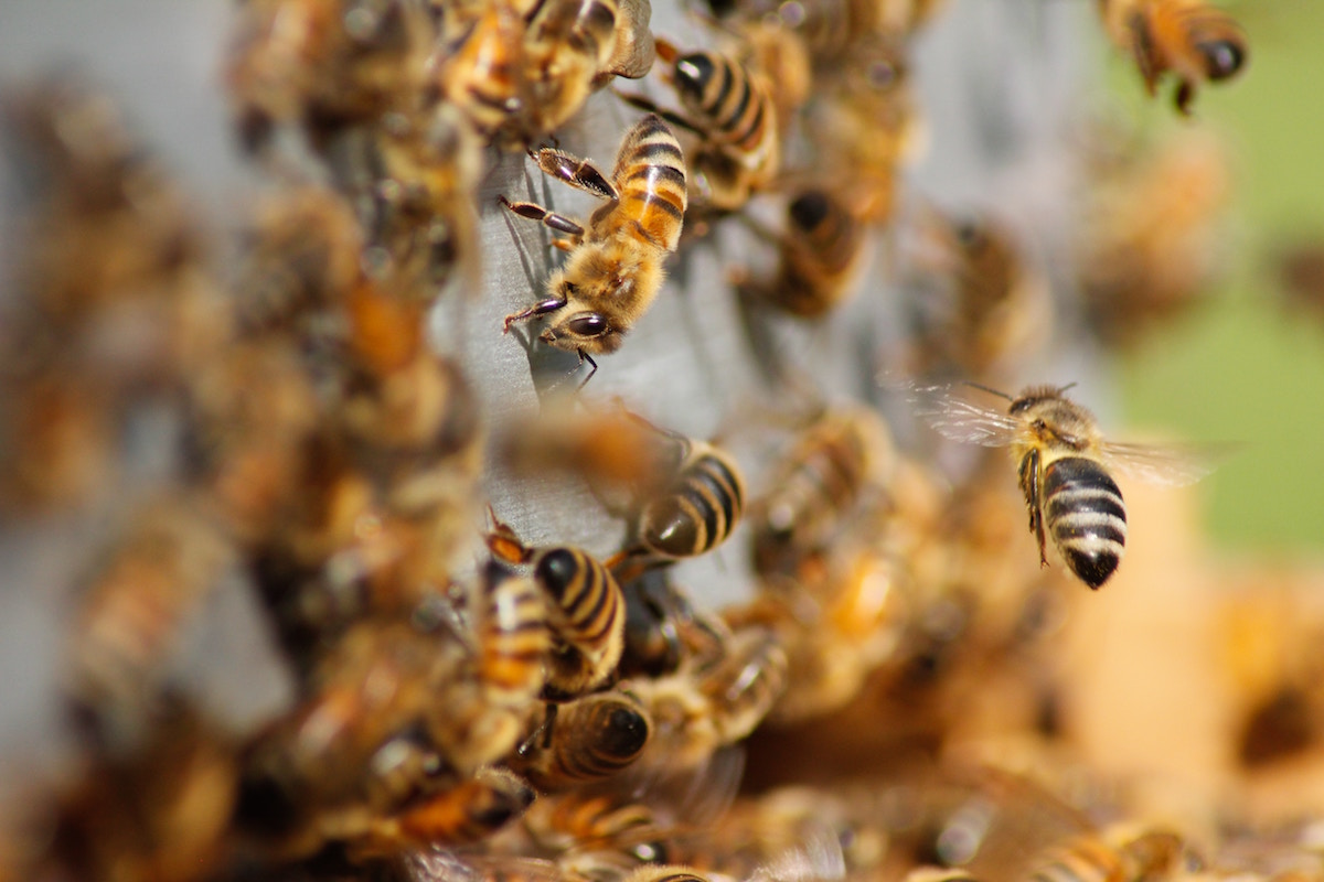 The Honey Bee: Our Friend in Danger