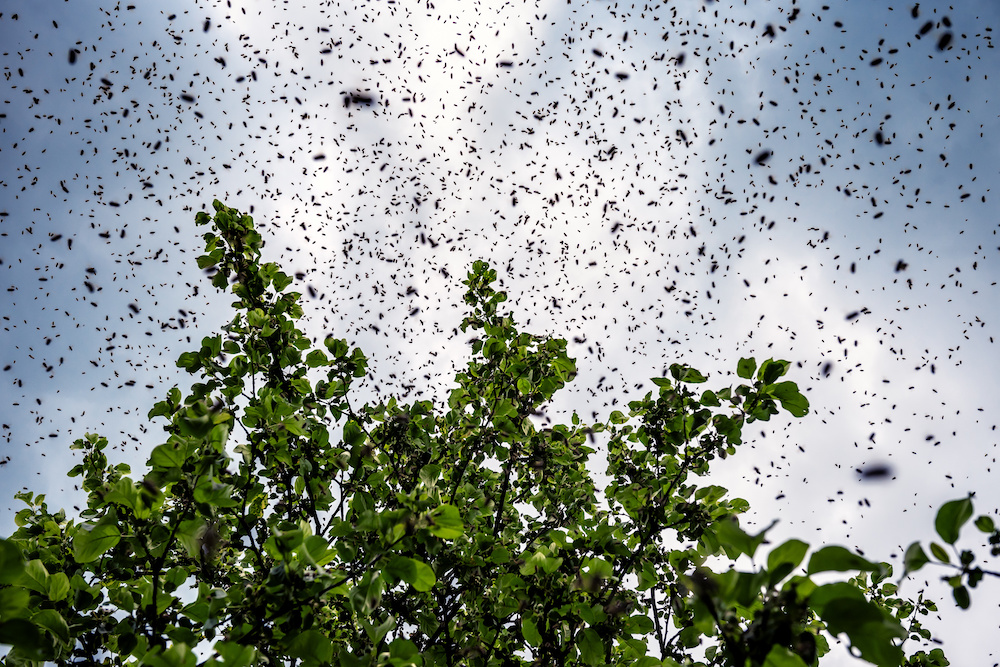 bee swarm