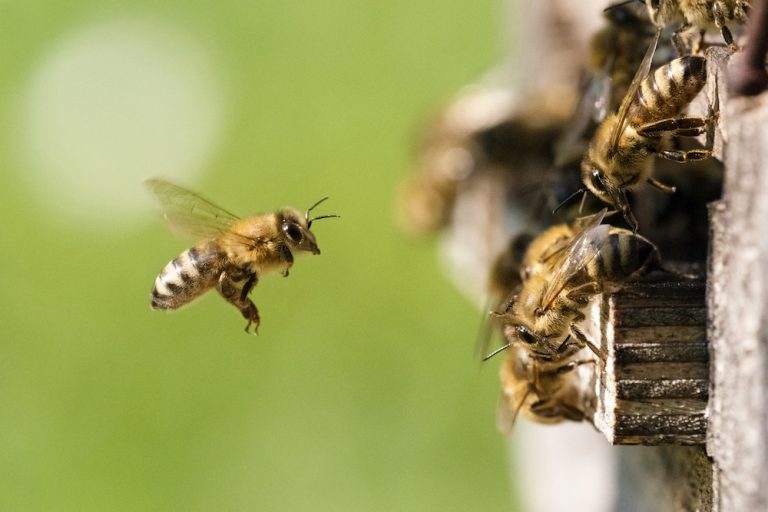 All The Details on Drones - Live Bee Removal