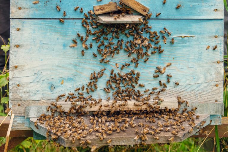 The Many Jobs of Worker Bees Live Bee Removal The Many Jobs of Worker Bees Live Bee Removal