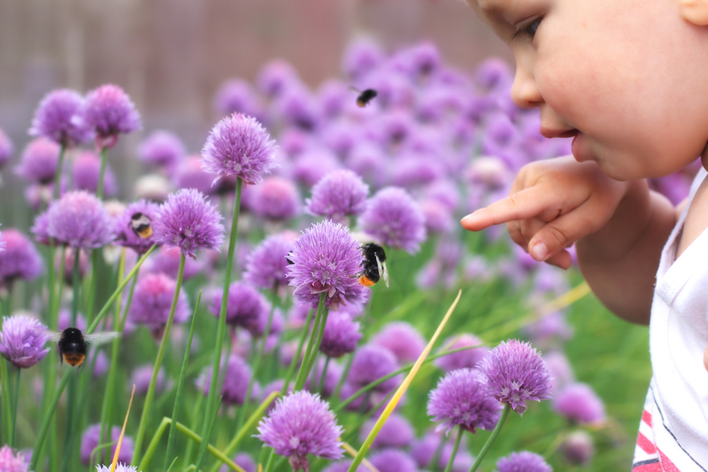 bees following human