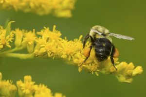 pollen baskets