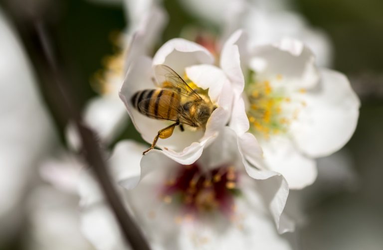 The Almond and the Honeybee Live Bee Removal