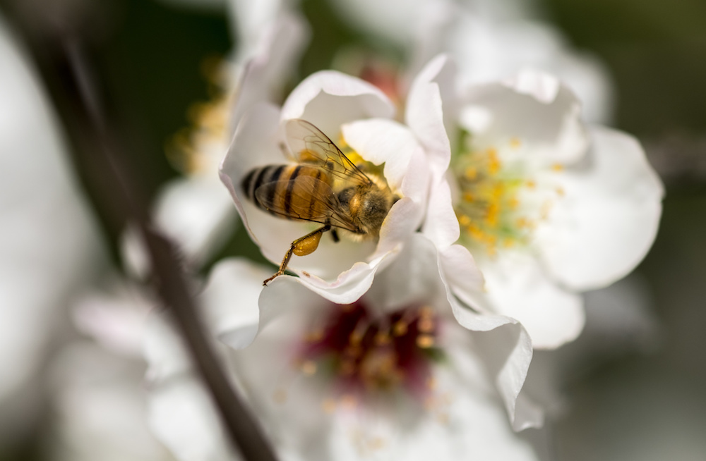 The Almond and the Honeybee - Live Bee Removal