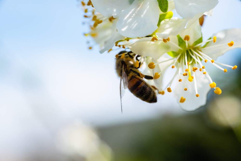 saving honeybees