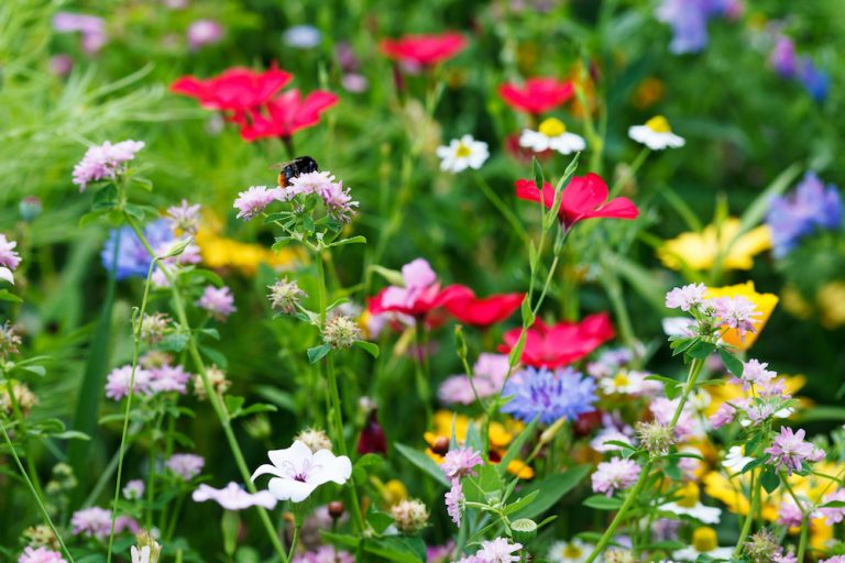 Choose Wildflowers for a Bee-Friendly Garden - Live Bee Removal