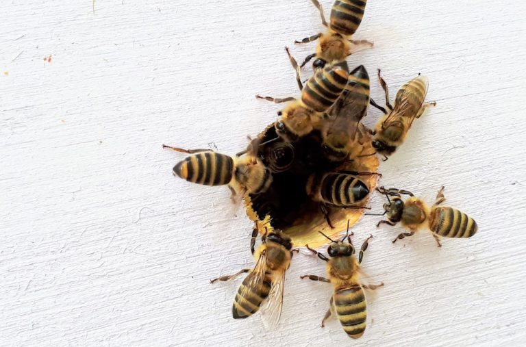 Are Honeybees Edging Closer to the Endangered List? Live