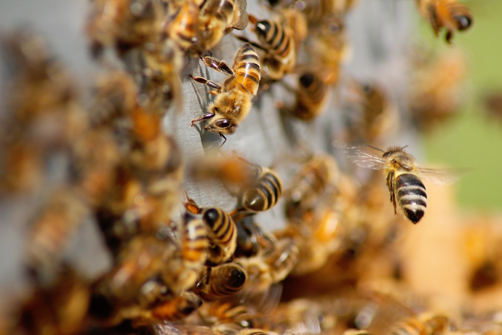 bee Swarm