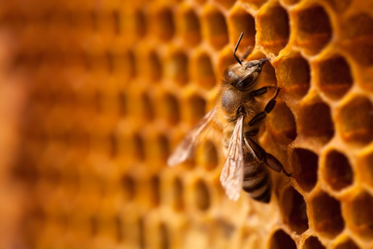 7 Things You Should Know About Honey Bees - Live Bee Removal