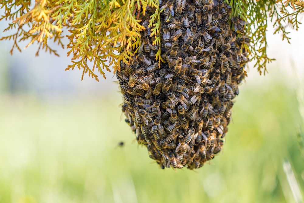 bee removal in san diego