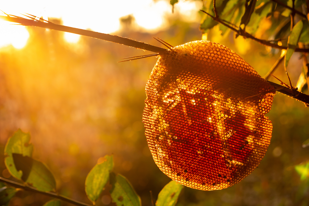 bee removal in san diego