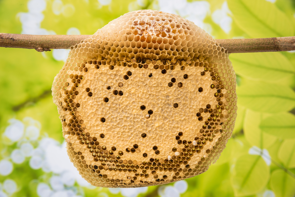 structure of beehive