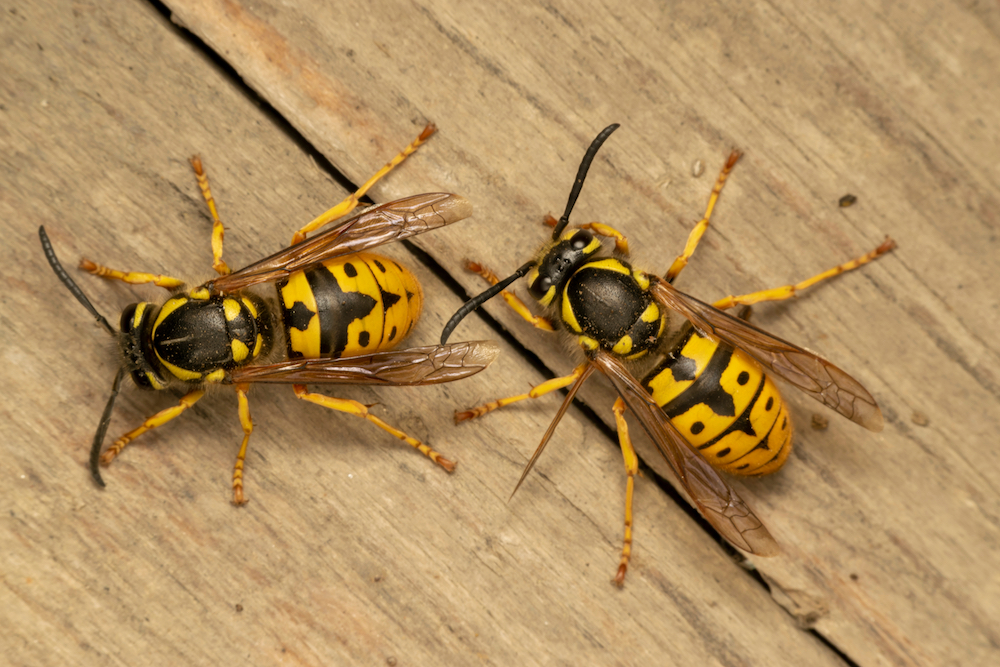 two wasps