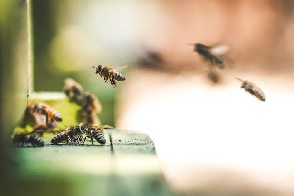 bees flying into hive