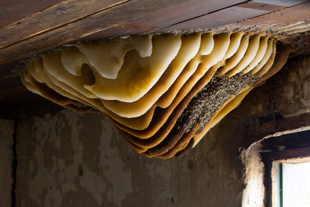 beehive removal