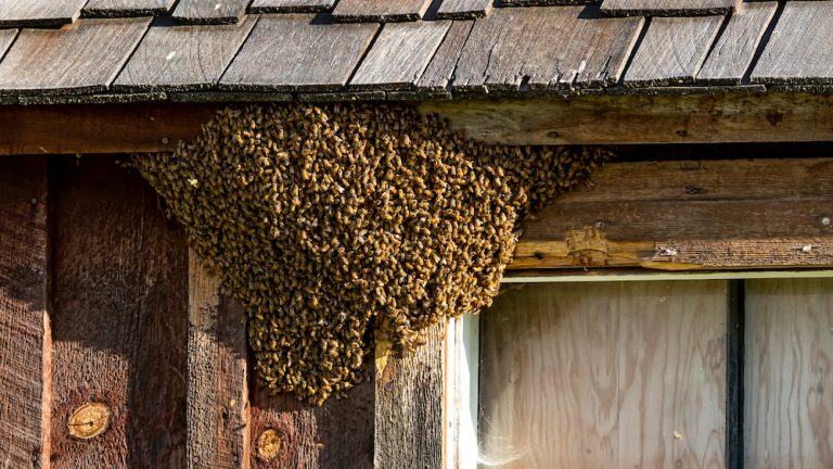 bee removal near me