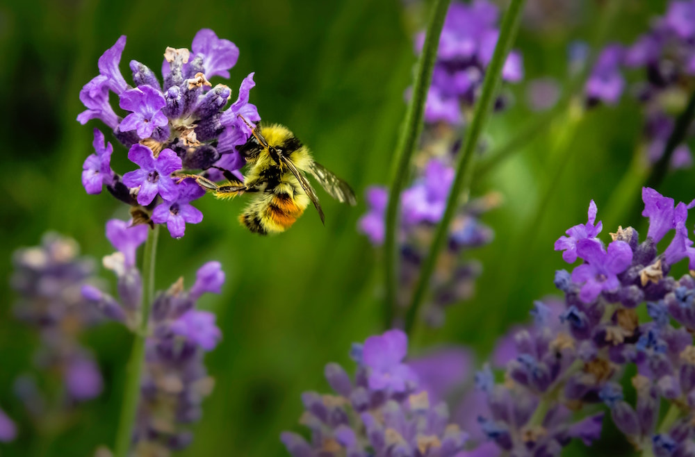 bumblebee Pollinating