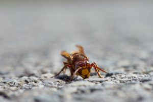 murder hornet