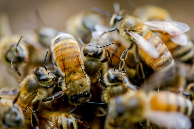Why Bee Infestations Shouldn’t Be Ignored Live Bee Removal Why Bee Infestations Shouldn’t Be Ignored Live Bee Removal