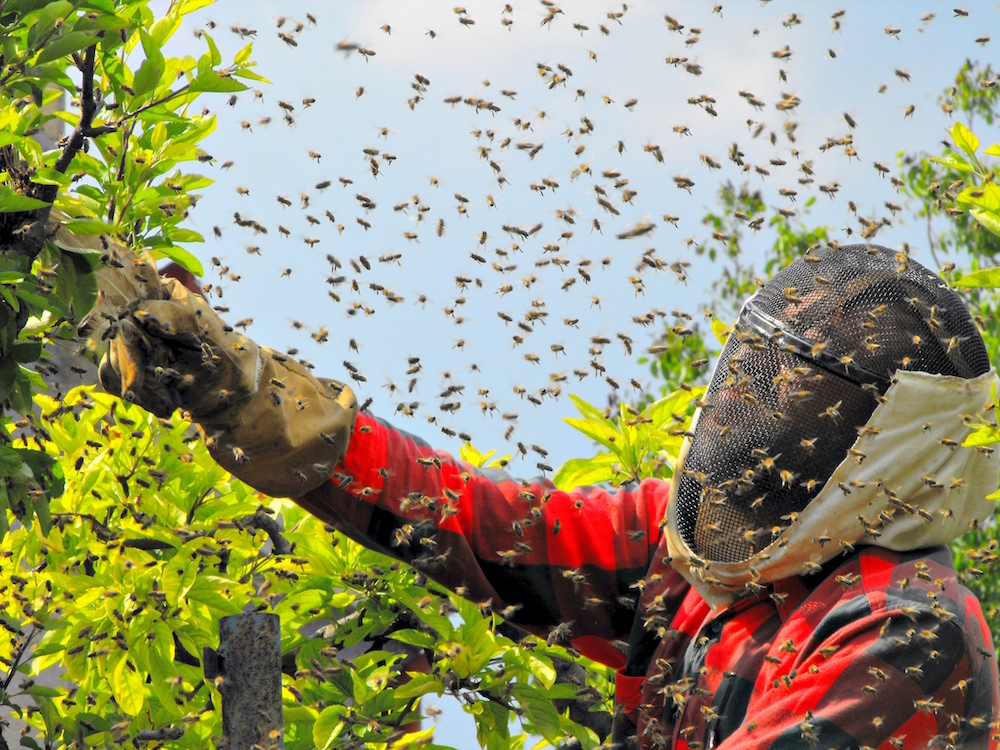 swarm of bees