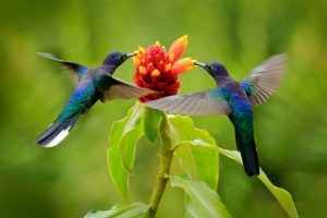 two hummingbirds