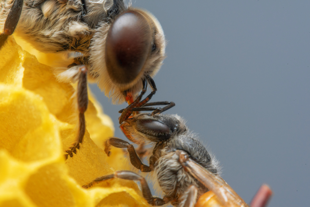 Your Most Buzzing Questions About the Queen Bee Answered - Live Bee Removal