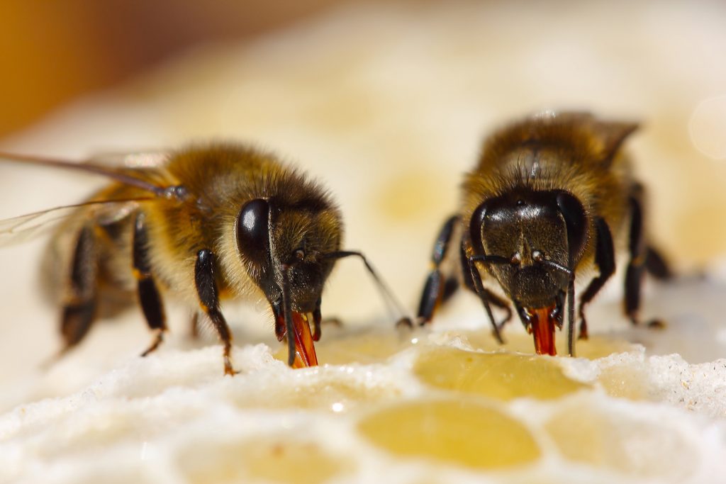 bee removal near me