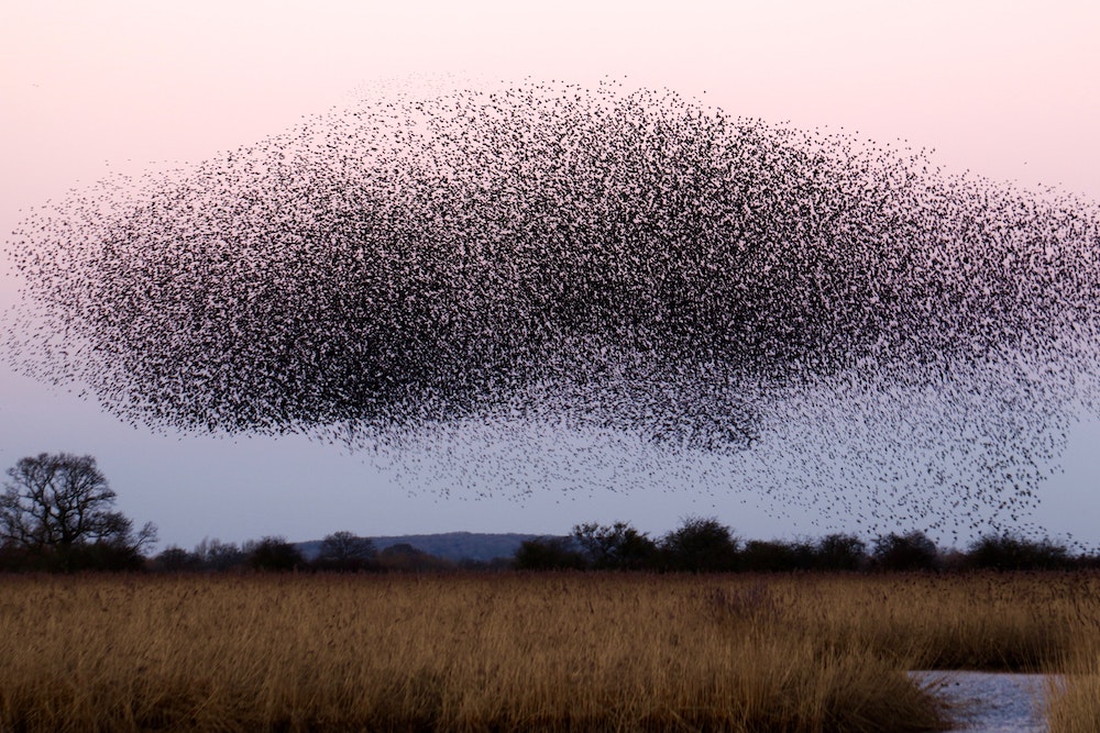 large swarm of bees