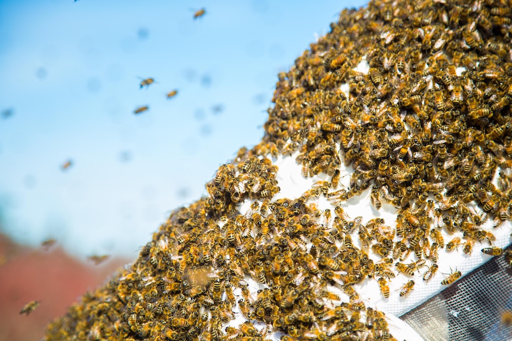 swarm honeybees