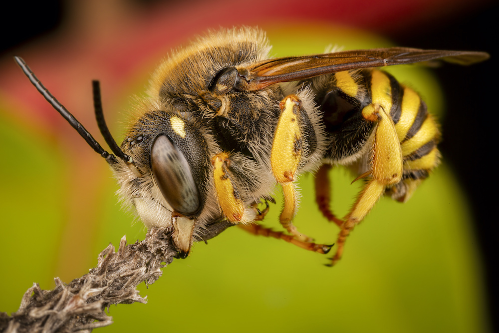 do killer bees make honey