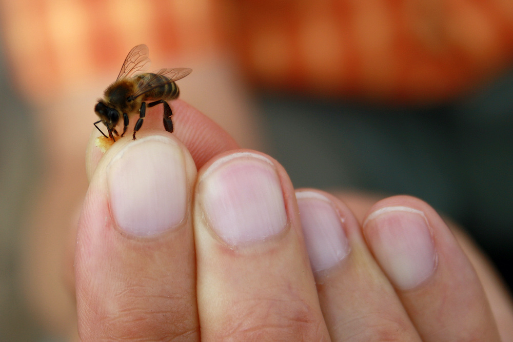 bee on hand 