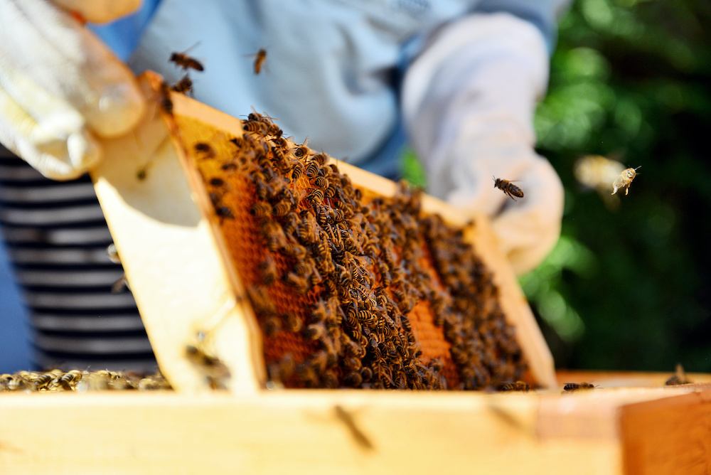 beekeeping 