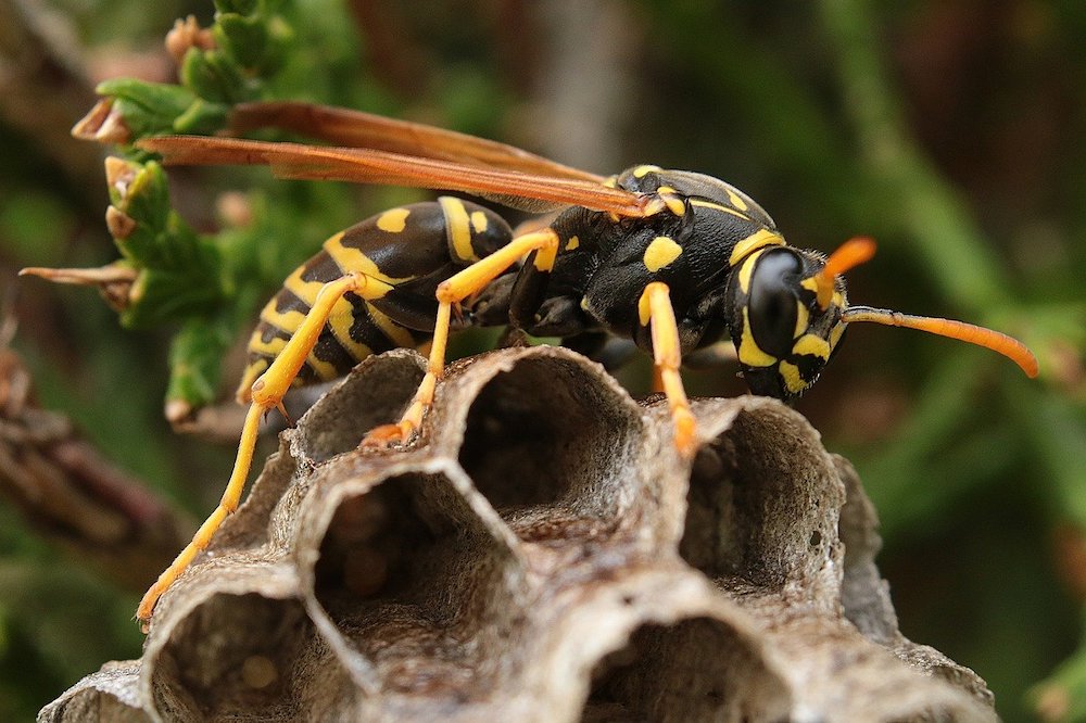 yellow jacket bee