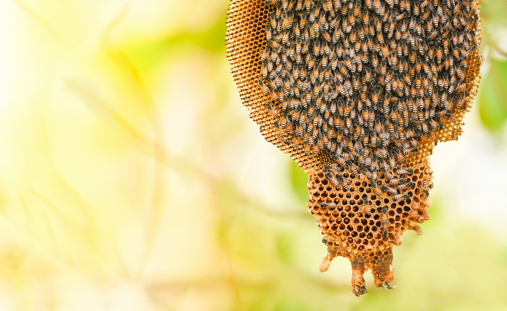 Is That a Honey Bee Hive Around Your Home?