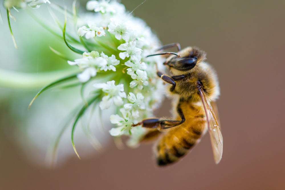 Worker Honey Bee