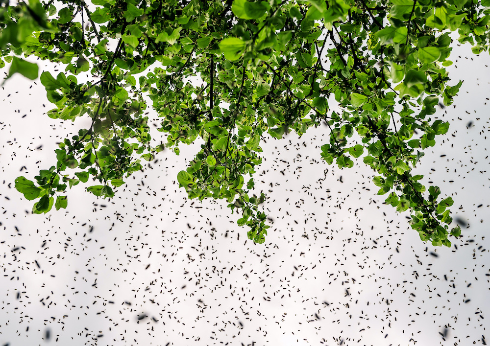 bee swarm