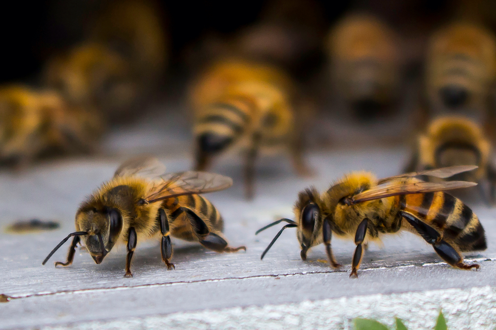 drone bee photo