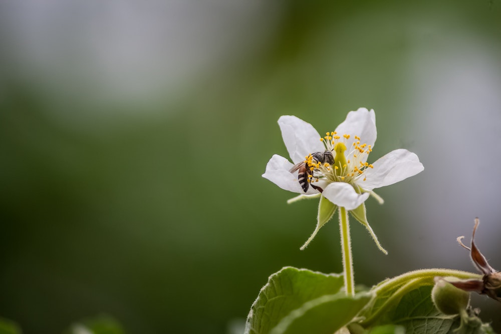 pollination