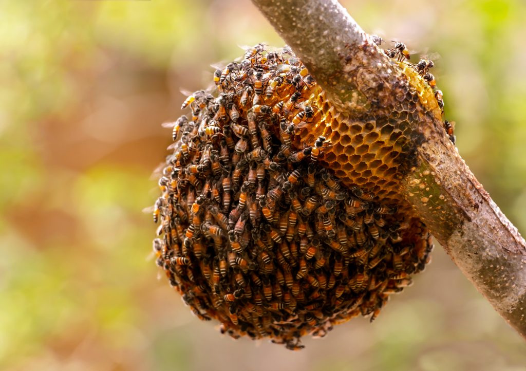 bee hives