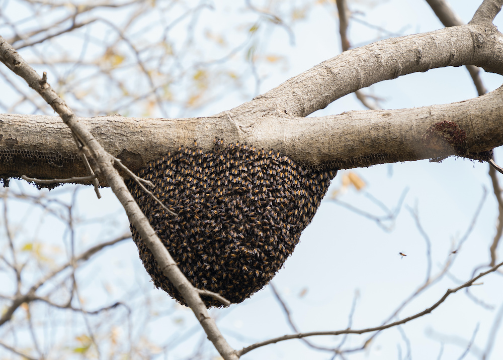 honey bees winter