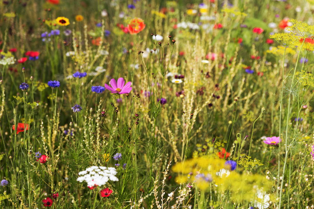 wildflowers bees