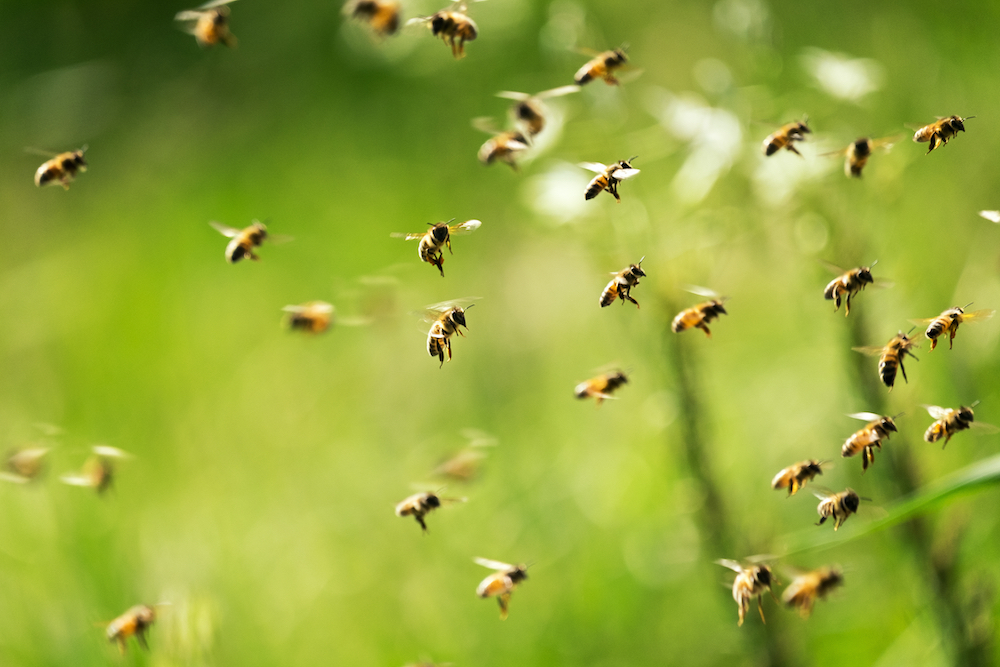 bee removal in san diego